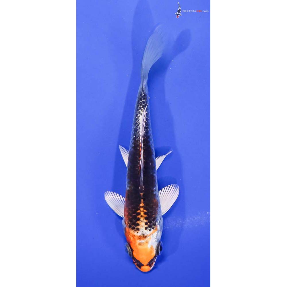 5.5” Imported Kujaku