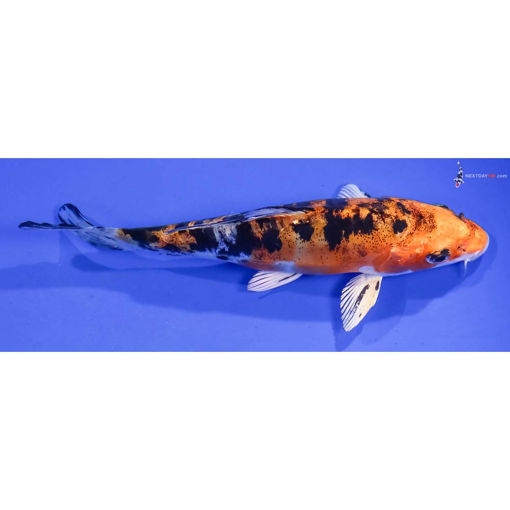 5.5” Imported Heisei Nishiki