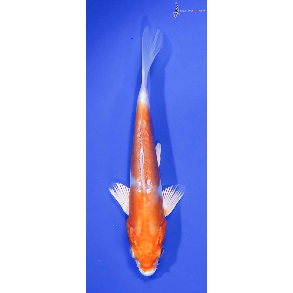 5.5” Imported Gin Rin Kikusui