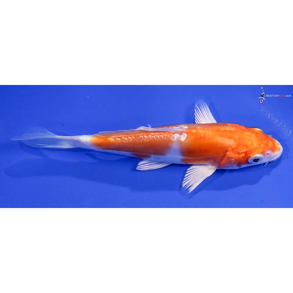 5.5” Imported Gin Rin Kikusui