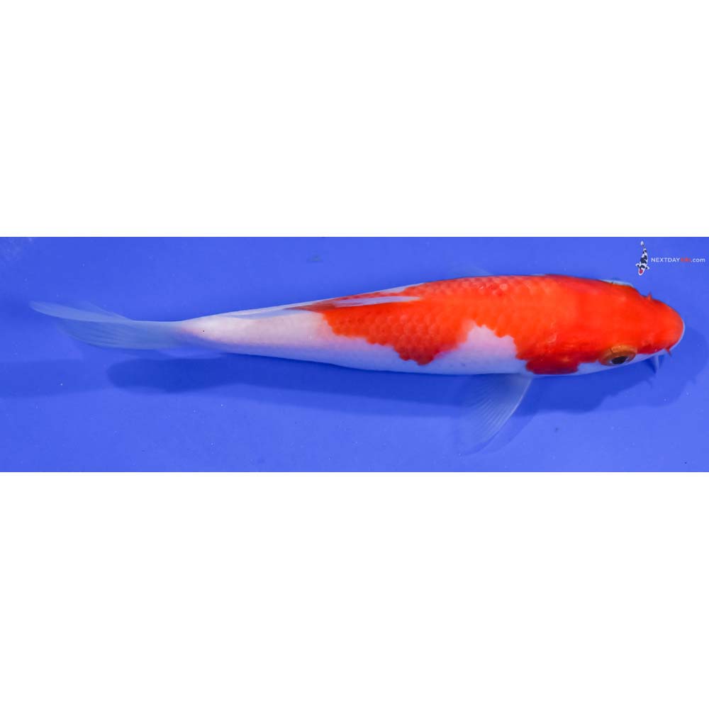 5.5” Imported Kohaku