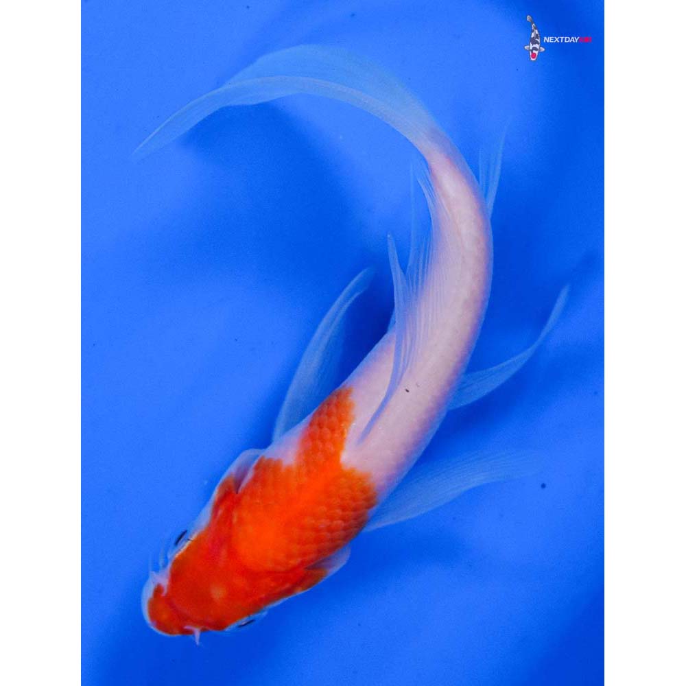4.5” Imported Kohaku Butterfly Koi