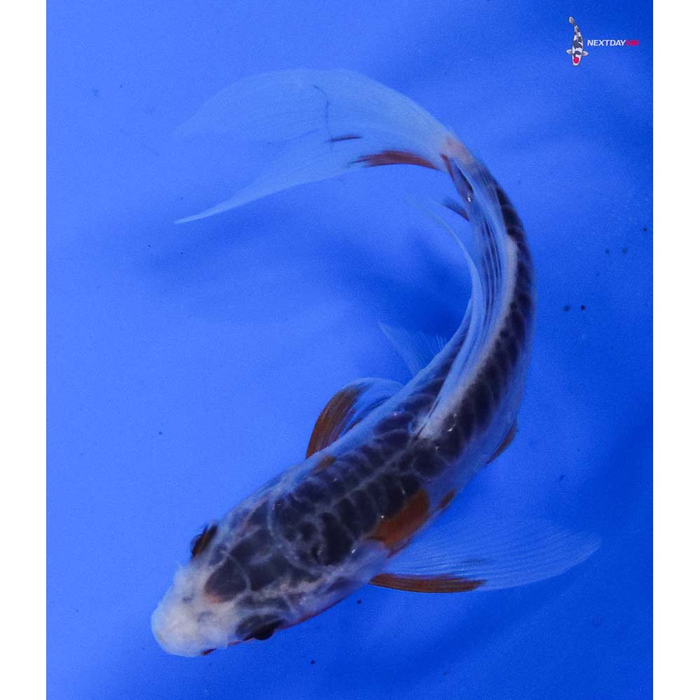 4” Imported Shusui Butterfly Koi