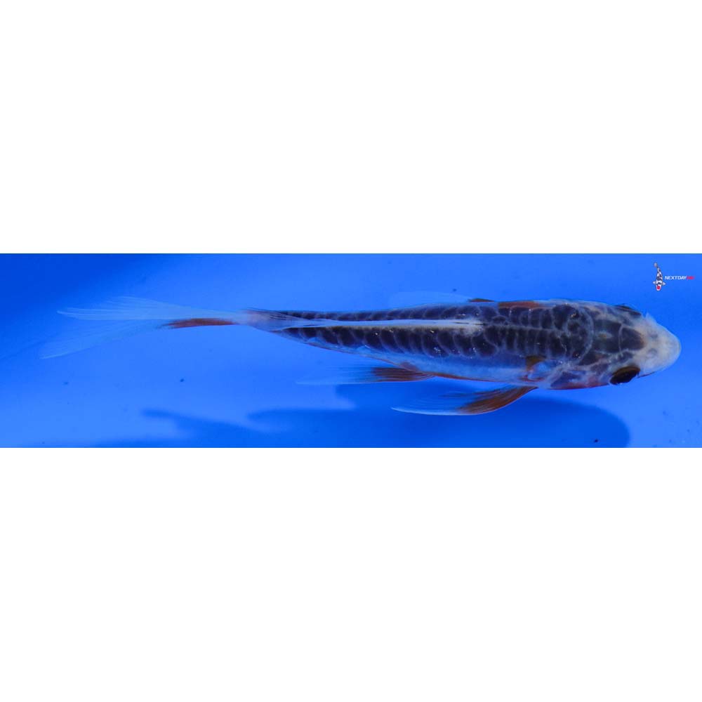 4” Imported Shusui Butterfly Koi