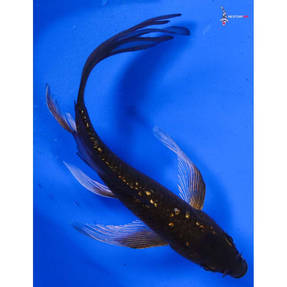 5” Imported Gin Rin Chagoi Butterfly Koi