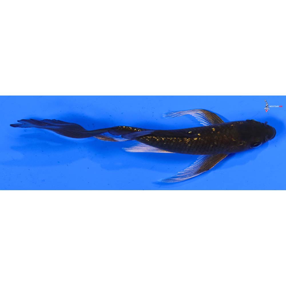 5” Imported Gin Rin Chagoi Butterfly Koi