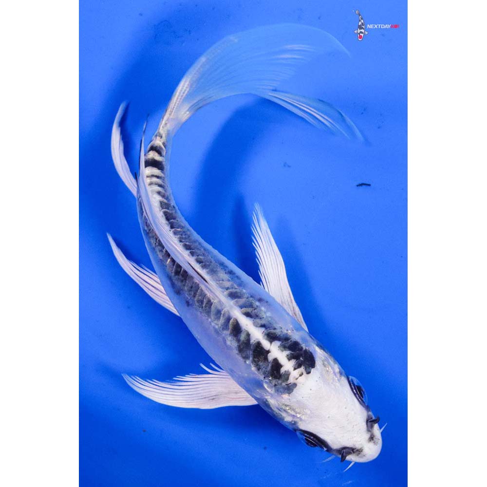 5” Imported Doitsu Gin Matsuba Butterfly Koi