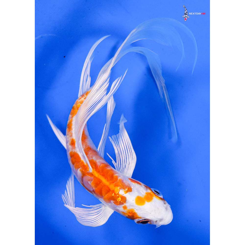 5.5” Imported Kikusui Butterfly Koi