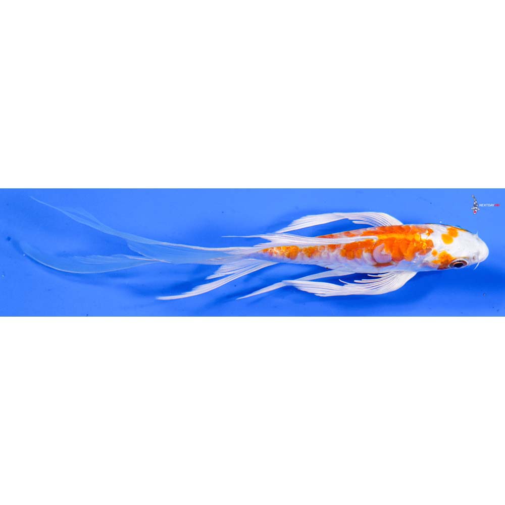 5.5” Imported Kikusui Butterfly Koi