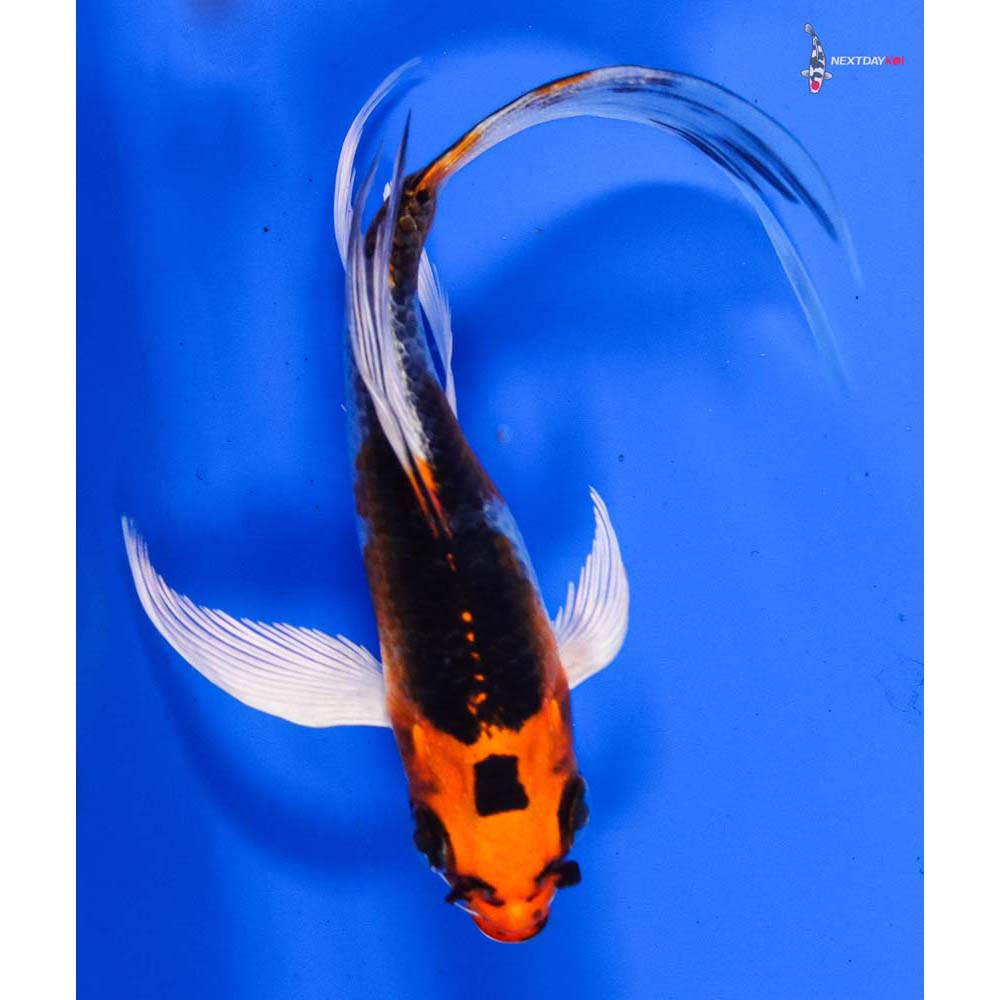 5.5” Imported Kujaku Butterfly Koi
