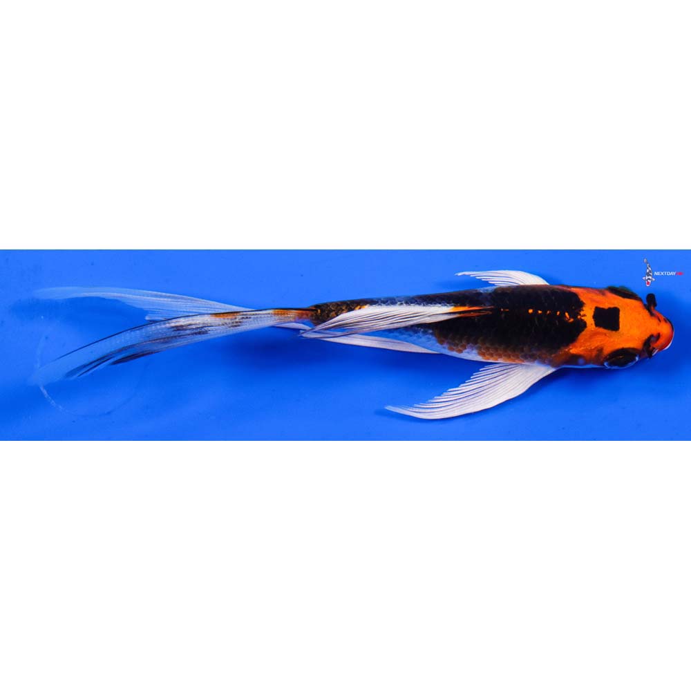 5.5” Imported Kujaku Butterfly Koi