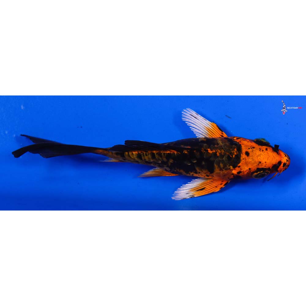 4” Imported Kin Kikokuryu Butterfly Koi