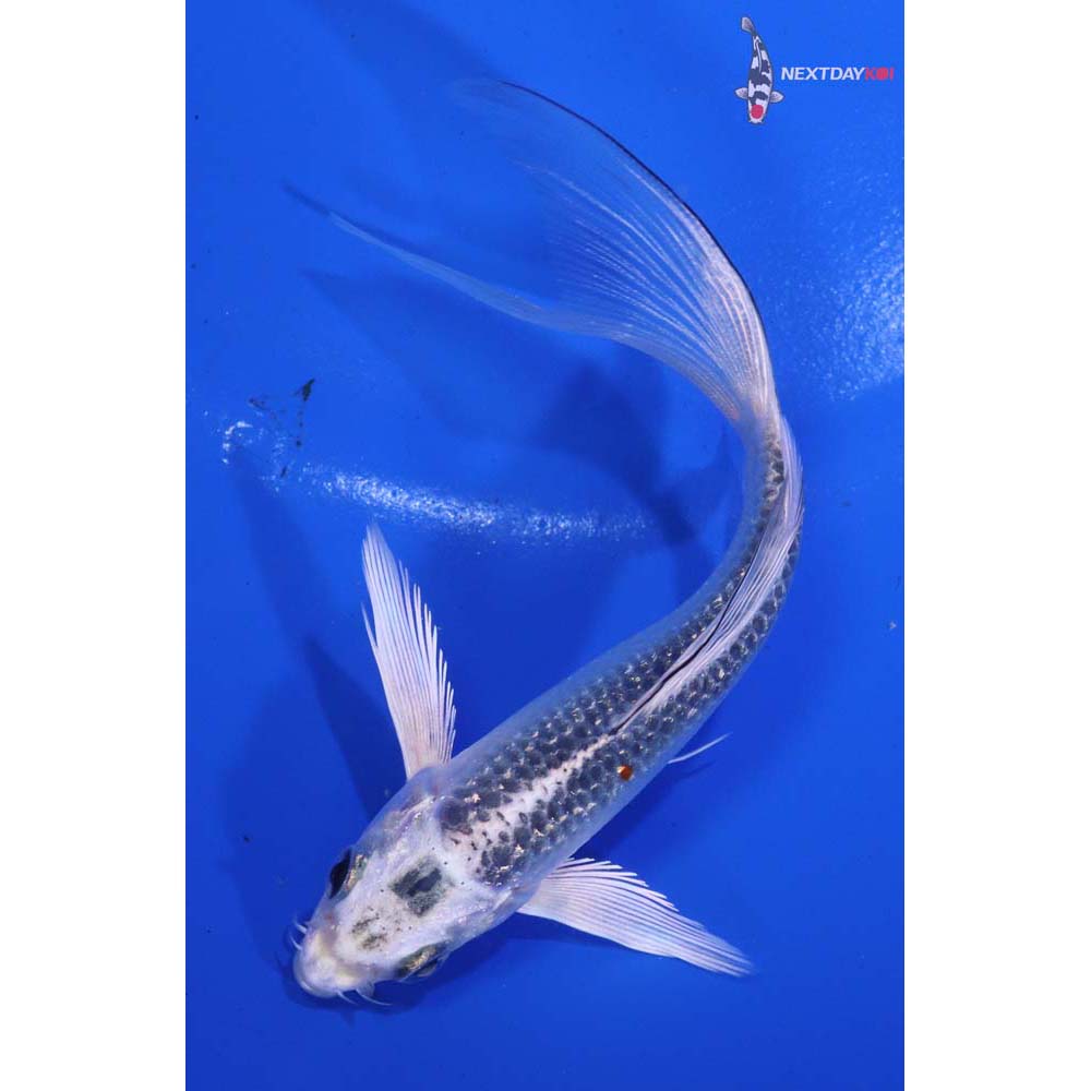 4.5” Imported Kujaku Butterfly Koi