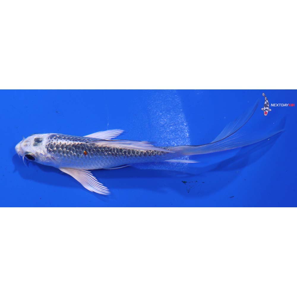 4.5” Imported Kujaku Butterfly Koi