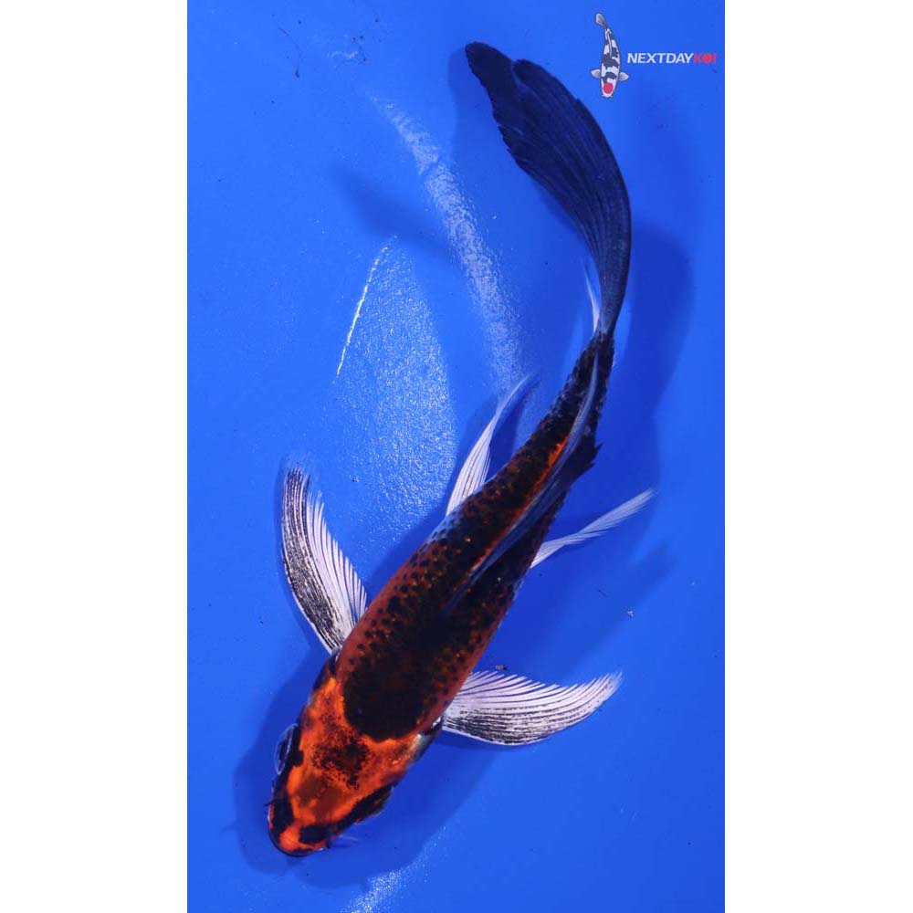 4.5” Imported Kujaku Butterfly Koi