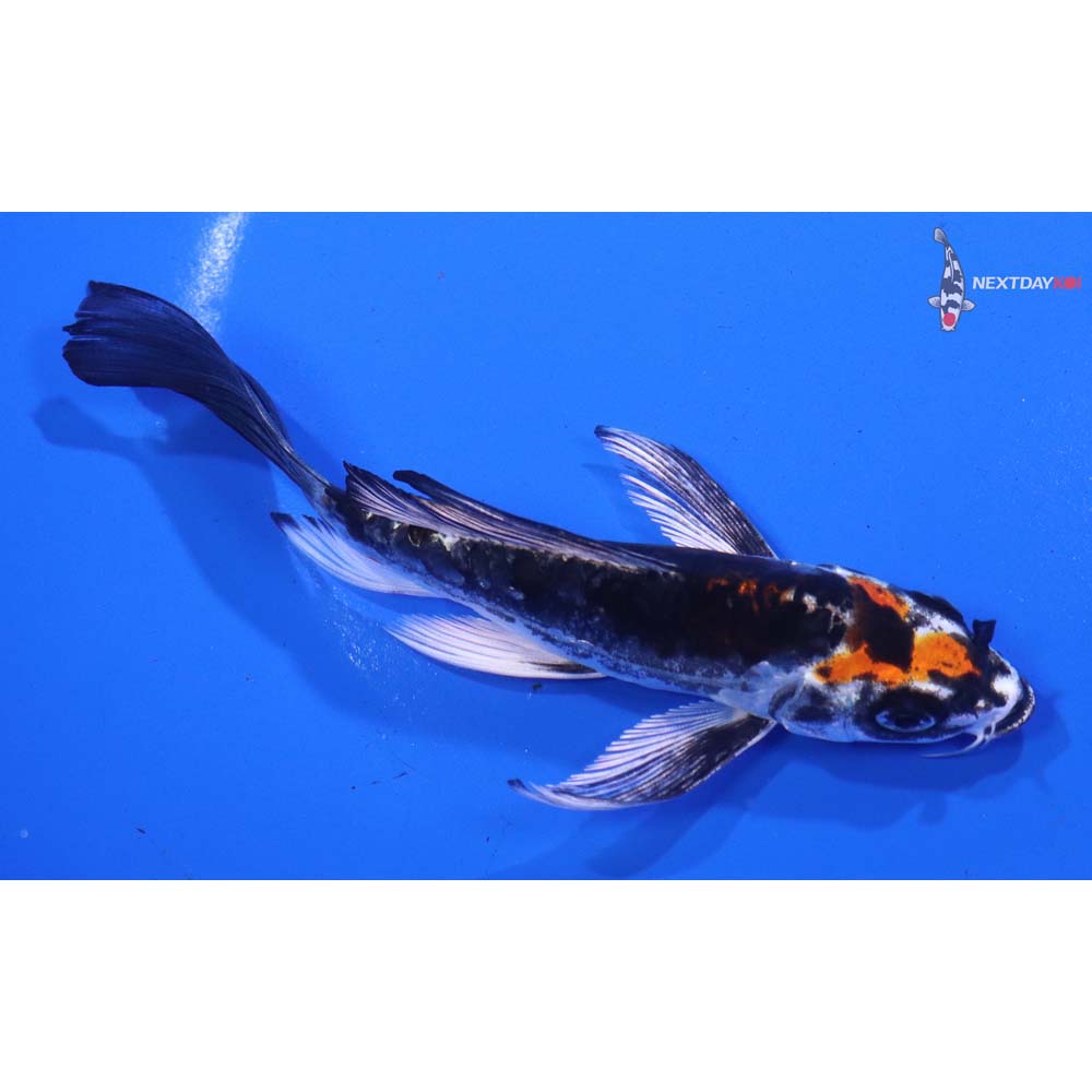 5” Imported Kin Kikokuryu Butterfly Koi