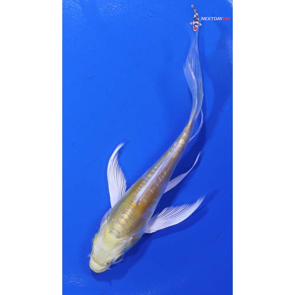 5” Imported Doitsu Lemon Hariwake Butterfly Koi