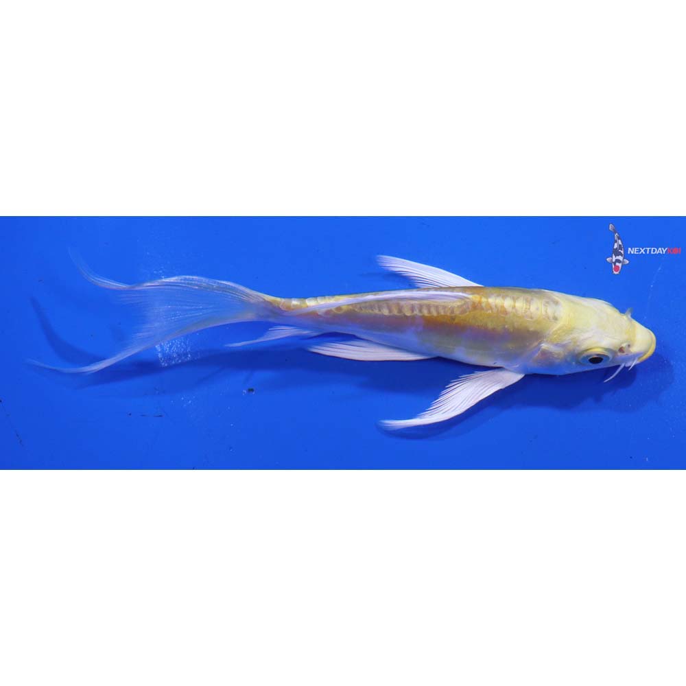 5” Imported Doitsu Lemon Hariwake Butterfly Koi