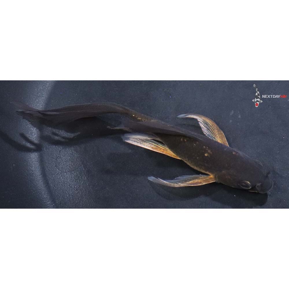 5” Imported Chagoi Butterfly Koi