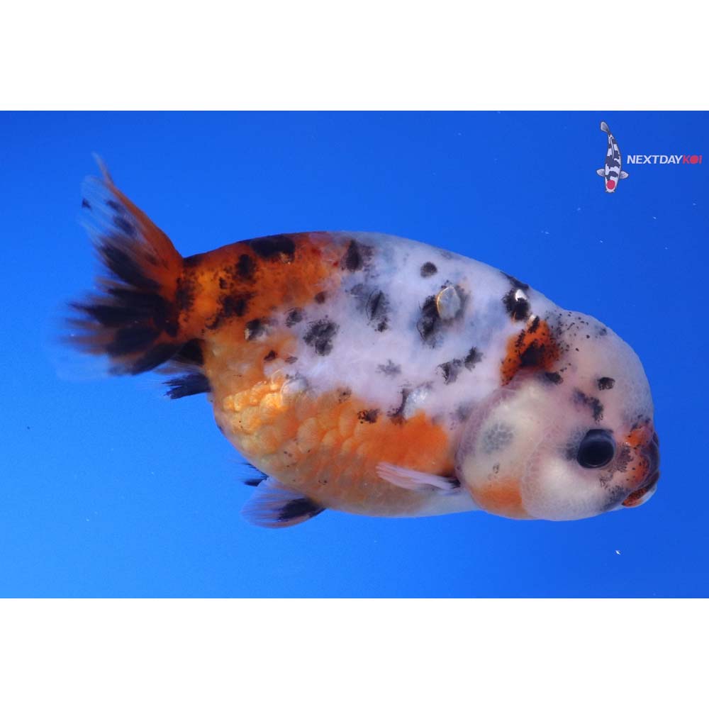 3.5” Imported Calico Ranchu
