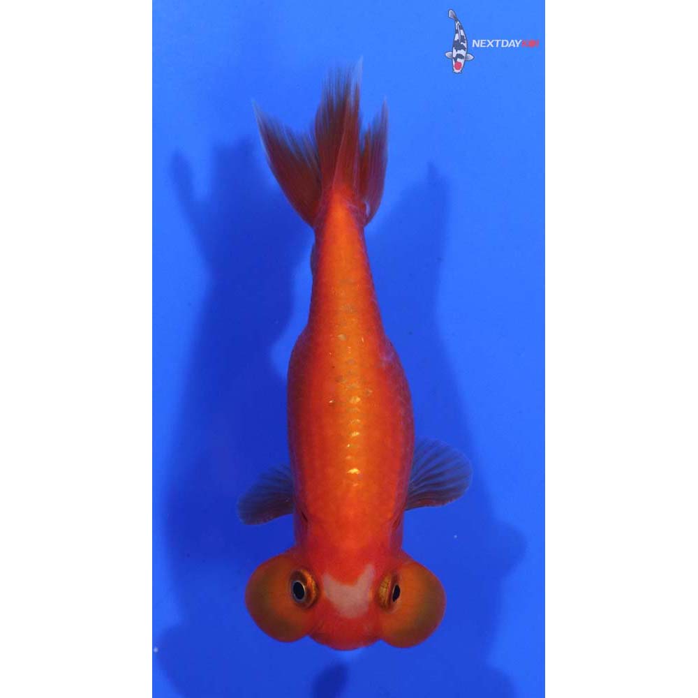 3.5” Imported Red and White Bubble Eye