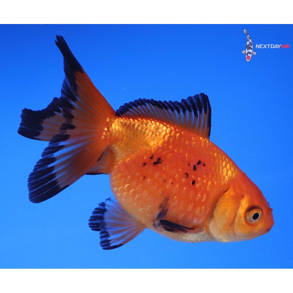 4” Imported Red and Black Pearlscale