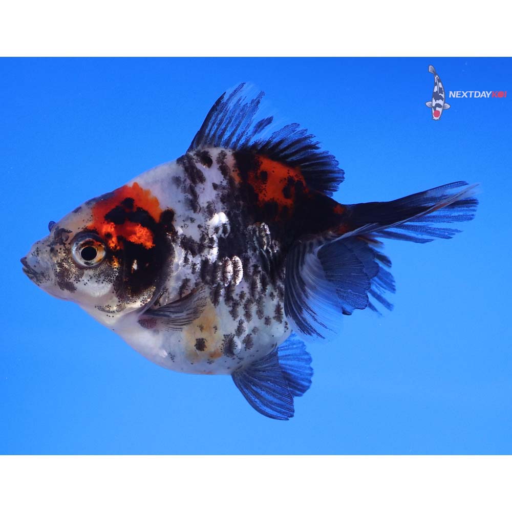 3.5” Imported Calico Ryukin