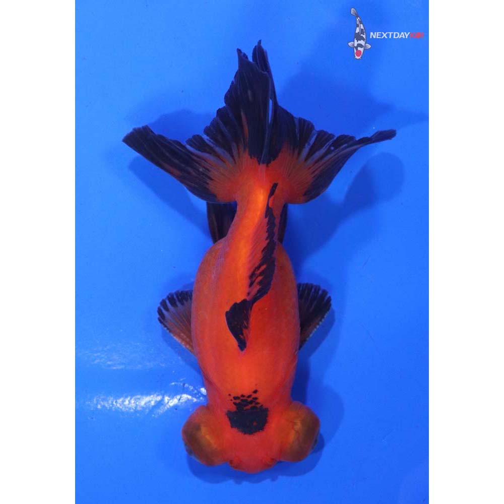 4” Imported Male Red and Black Telescope Fantail