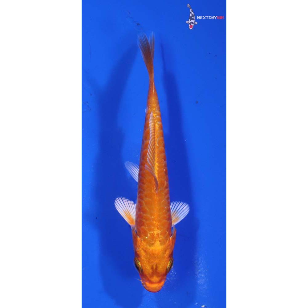 3” Imported Armor Scaled Orenji Ogon