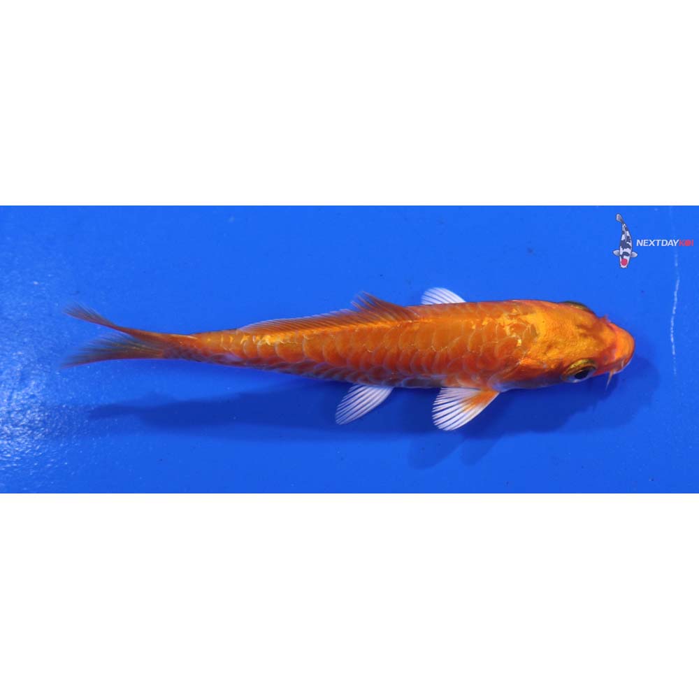 3” Imported Armor Scaled Orenji Ogon