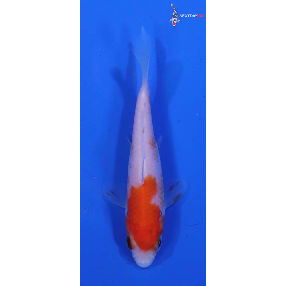 3” Imported Kohaku