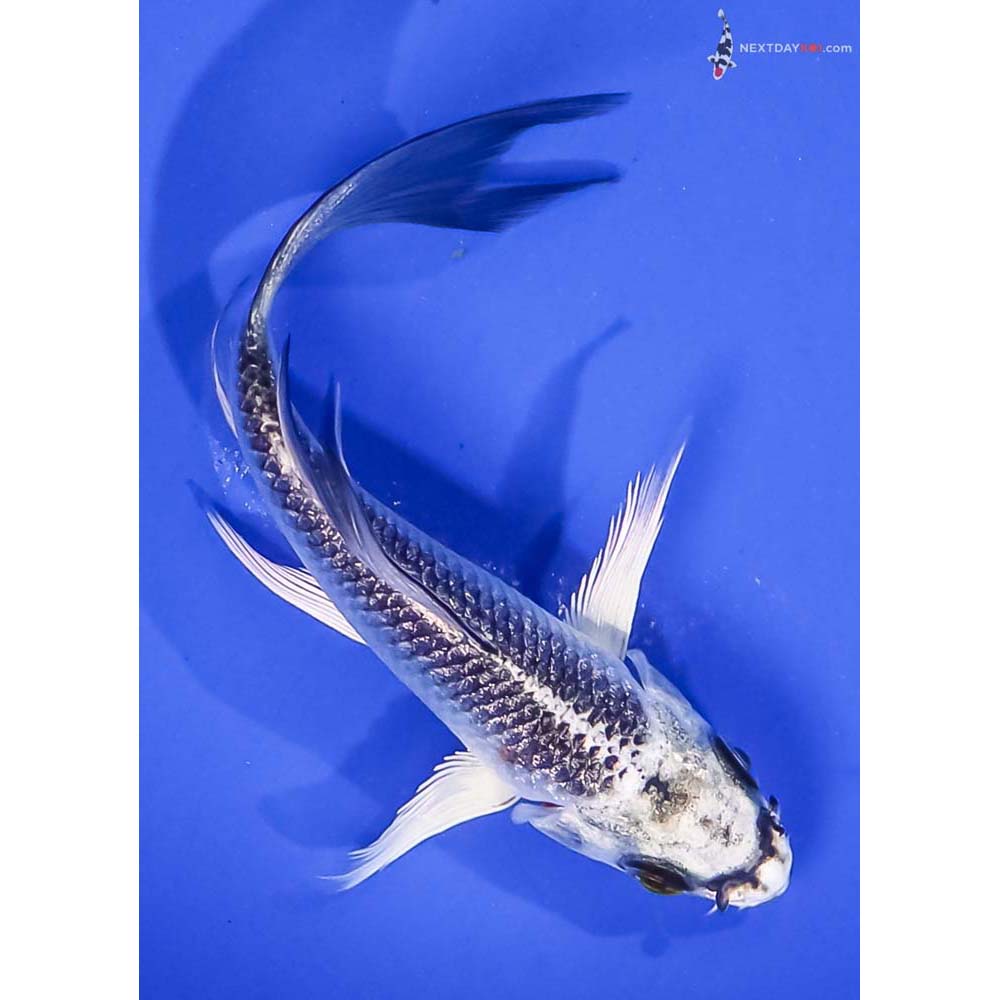 4” Imported Gin Matsuba Butterfly Koi