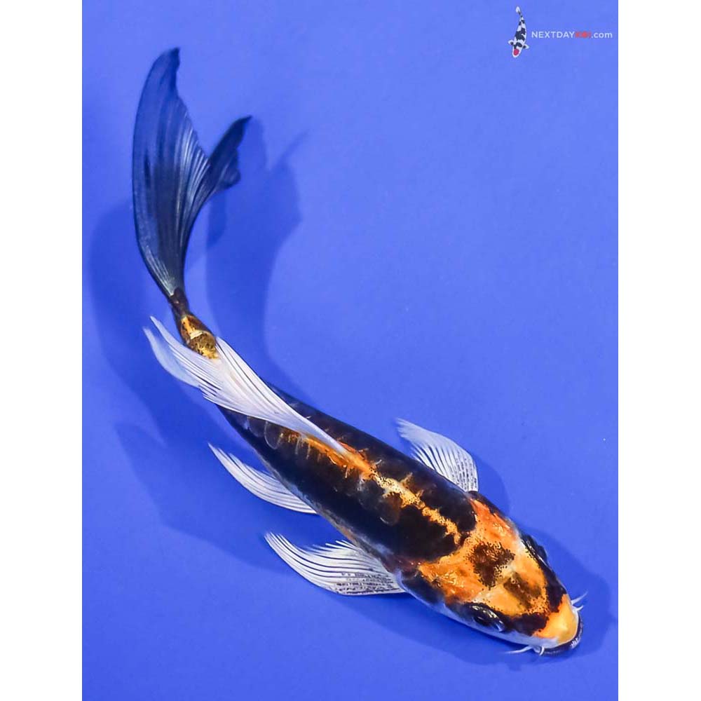 4” Imported Kin Kikokuryu Butterfly Koi