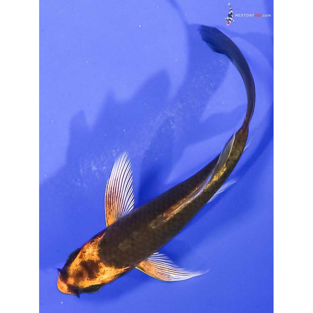 3.5” Imported Ki Matsuba Butterfly Koi