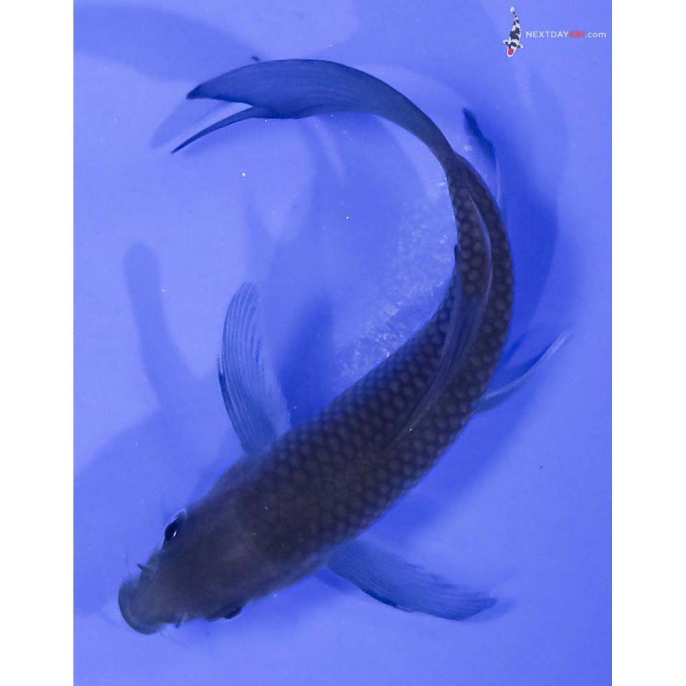 4” Imported Soragoi Butterfly Koi