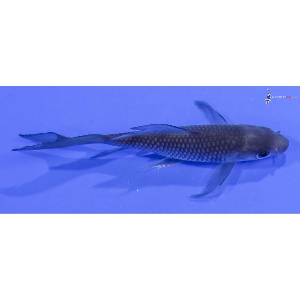 4” Imported Soragoi Butterfly Koi