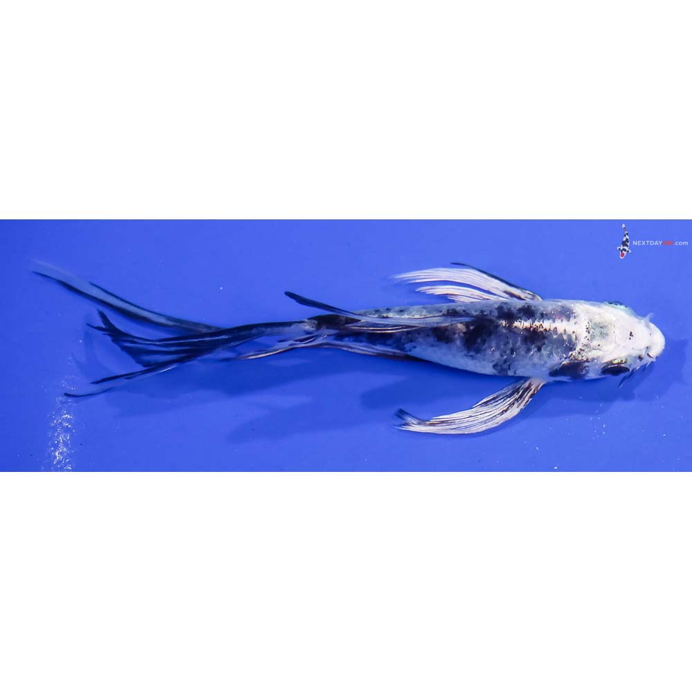 4.5” Imported Gin Shiro Bekko Butterfly Koi