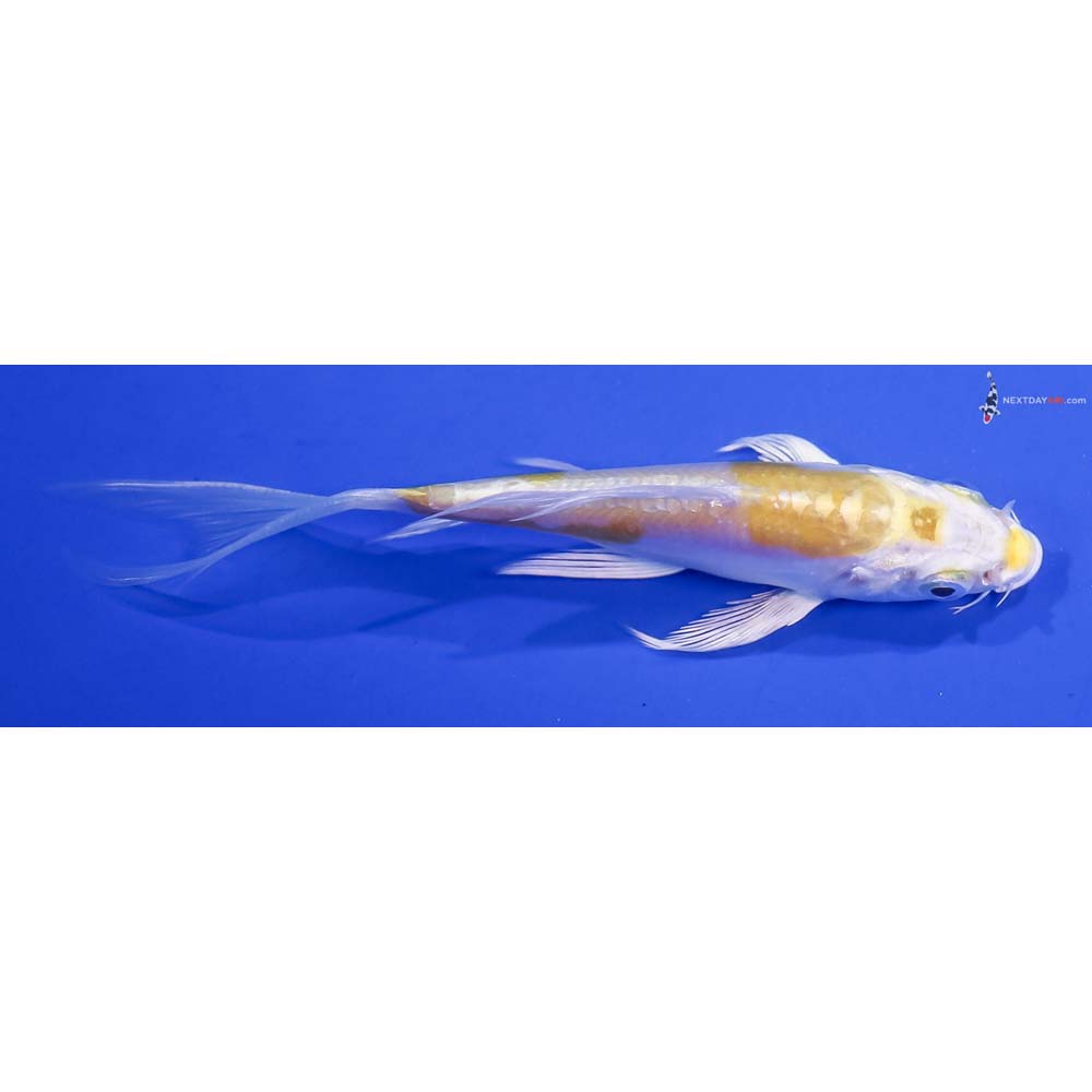4.5” Imported Doitsu Lemon Hariwake Butterfly Koi