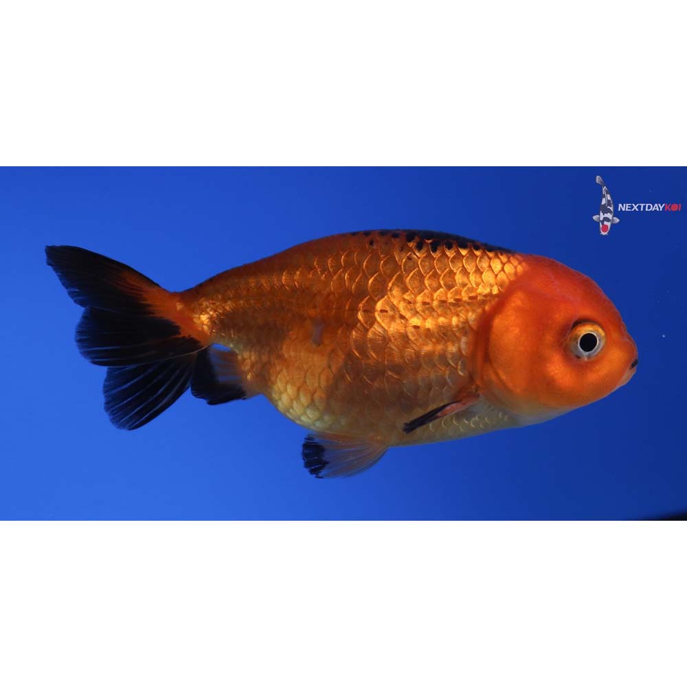 3” Imported Red and Black Ranchu