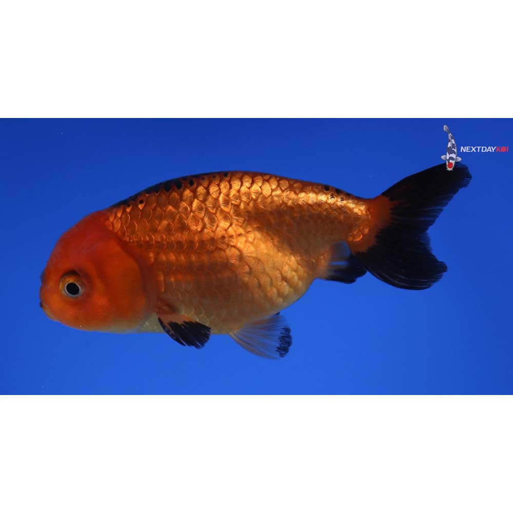 3” Imported Red and Black Ranchu