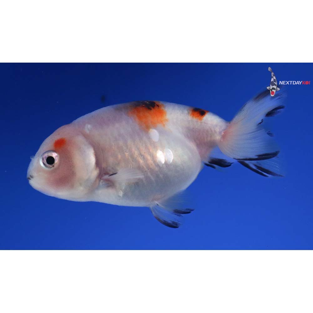 3” Imported Calico Ranchu