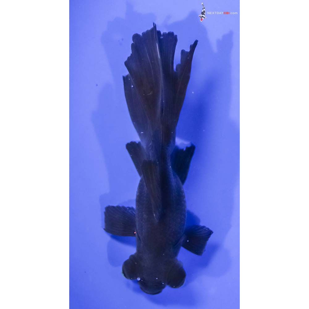 5” Imported Black Telescope Fantail