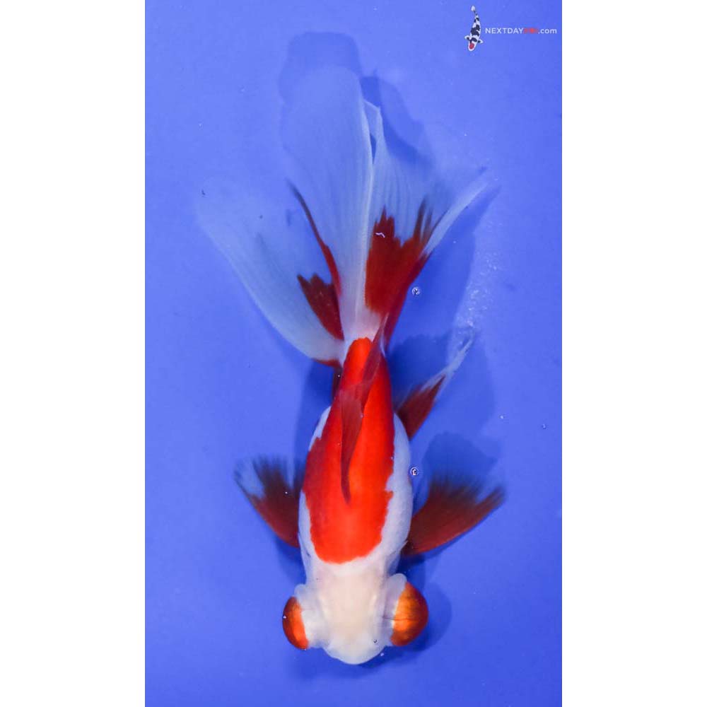 4.5” Imported Male Red and White Telescope Fantail