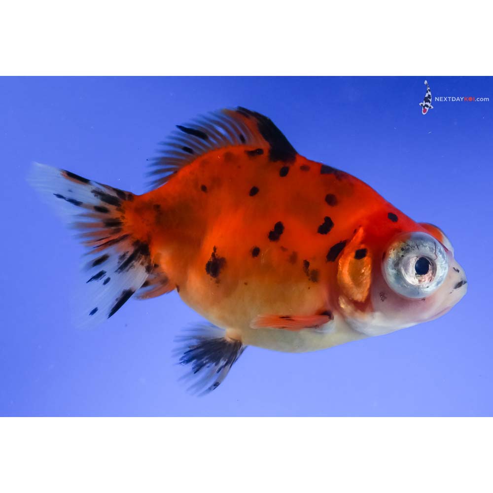 4” Imported Calico Telescope Fantail