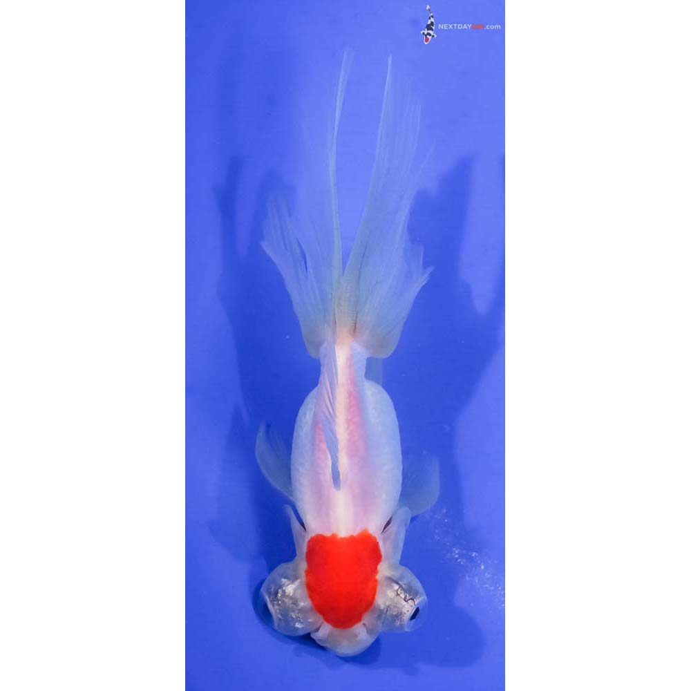 4.5” Imported Red and White Telescope Fantail