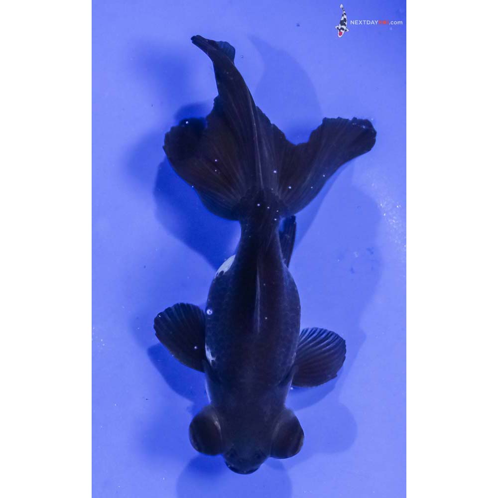 4.5” Imported White and Black Telescope Fantail