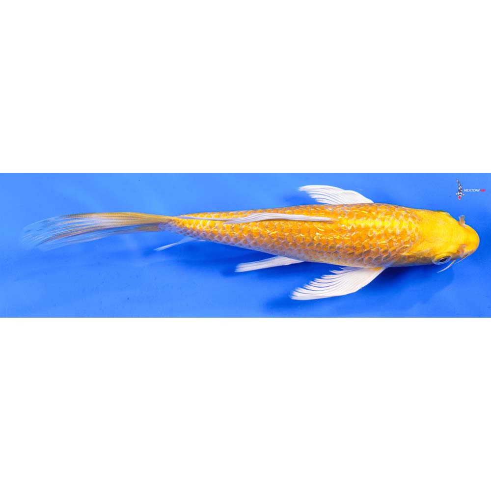 8” Imported Gin Rin Yamabuki Ogon Butterfly Koi