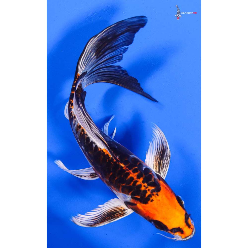 7.5” Imported Gin Rin Kujaku Butterfly Koi