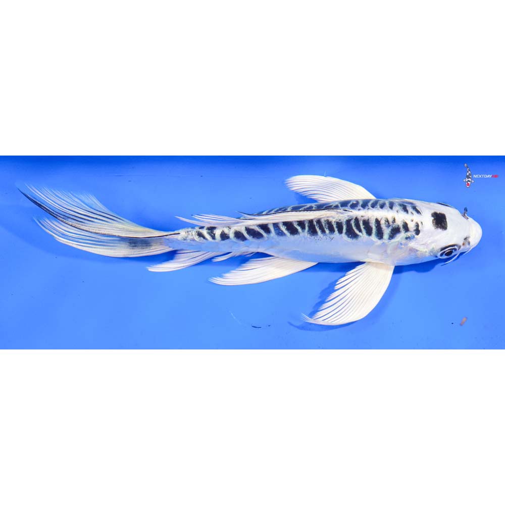 7.5” Imported Doitsu Gin Matsuba Butterfly Koi