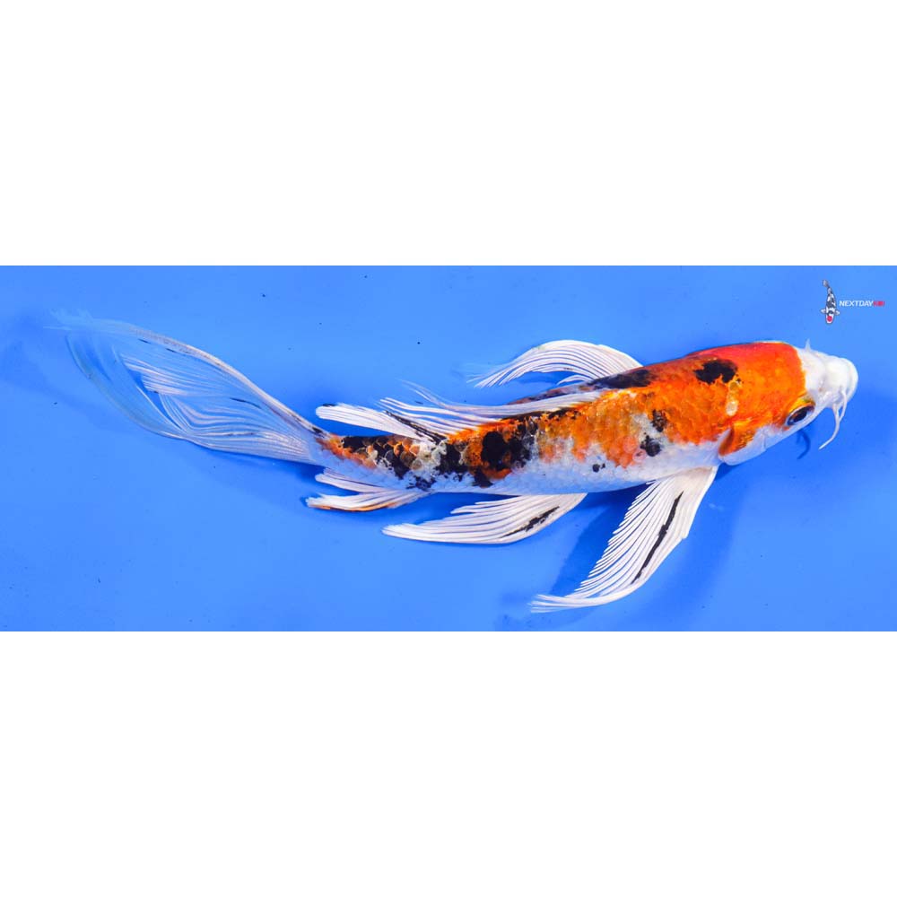 7” Imported Yamato Nishiki Butterfly Koi